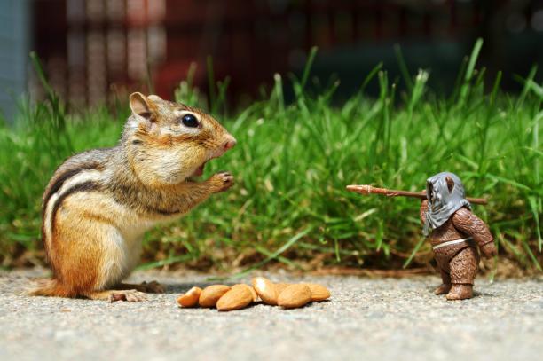 Squirrel vs. Ewok