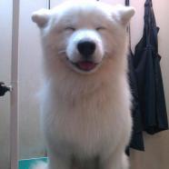 Happy Polar Bear Dog