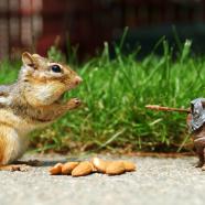 Squirrel vs. Ewok