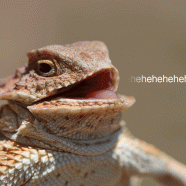 Laughing Lizard GIF