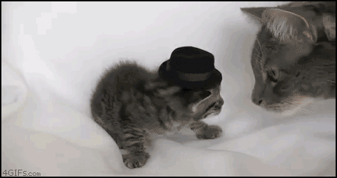 I don't like your hat with cats