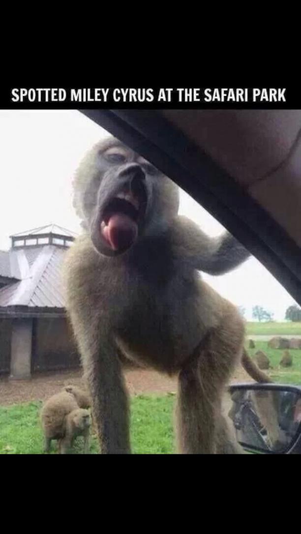 Miley Cyrus Monkey