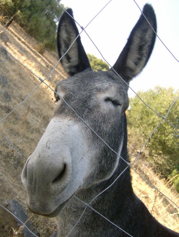 Perfect Donkey is Perfect